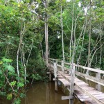 JANAUARI LAGO VITORIA REGIA